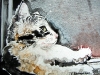 sparrow