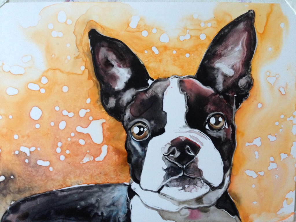 Boston Terrier