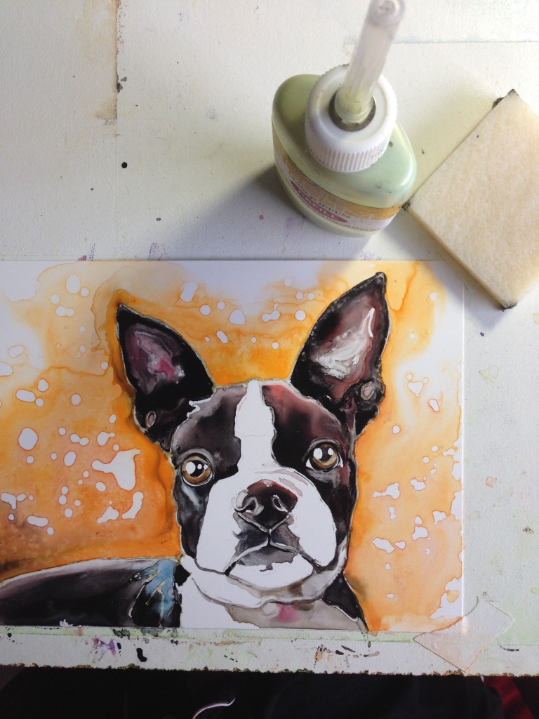 Boston Terrier